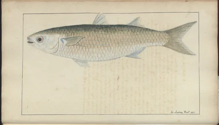 Rysunki Lindsay tom. VII, 20