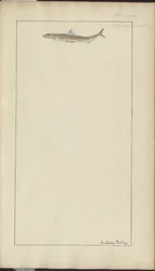 Rysunki Lindsay tom. VII, 23