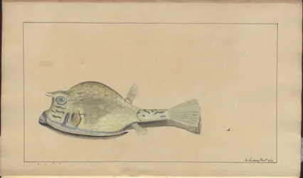 Rysunki Lindsay tom. VII, 25