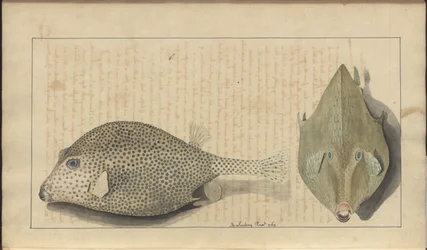 Rysunki Lindsay tom. VII, 26