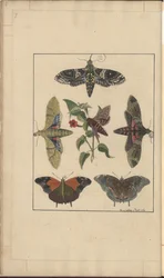 Rysunki Lindsay tom. VI, 7