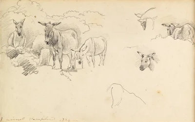 Osły, 1824