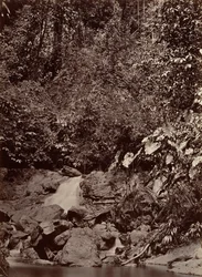 Tropikalna sceneria, Kaskada, rzeka Limon, 1871.