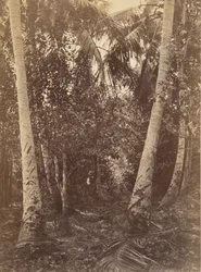 Tropikalna sceneria, Las w pobliżu Turbo, 1871.