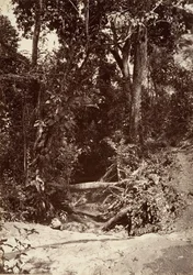 Tropikalna sceneria, potok El Bano, Chipigana, 1871.