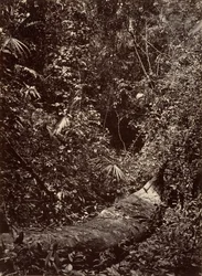 Tropikalna sceneria, Las tropikalny, 1871.