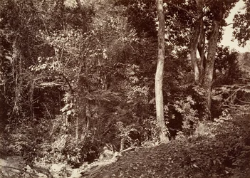 Tropikalna sceneria, widok w pobliżu Chipigana, 1871.