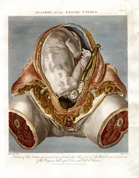 Anatomia macicy ciężarnej