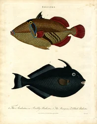 Balistes: Triggerfish