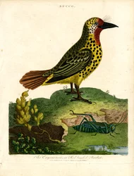 Cayenne Barbet (Bucco)