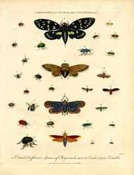 Chrysomela; Cicada i Cicindela
