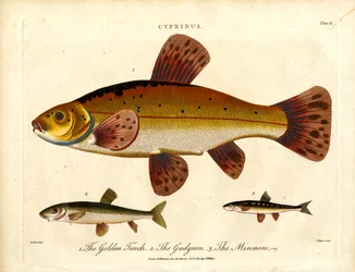 Cyprinus: Lin złocisty, kiełb i strzebla błotna