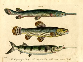 Esox: Szczupak i racicznica