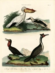 Cztery gatunki pelikanów i ptaków morskich