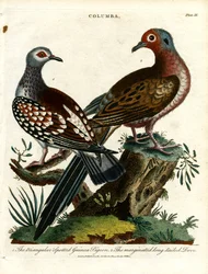 Perliczki i gołębie (Columba)