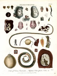 Helminthology; Tablica II - Kolejność robaków jelitowych