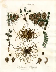 Hyperborean Polypody - Paprocie z rodzaju Polypodium