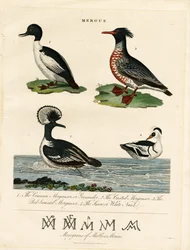 Nurogęsi (Mergus)