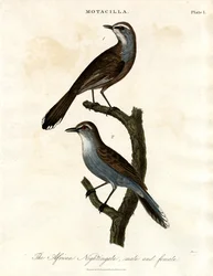 Motacilla - słowik afrykański