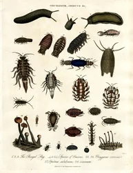 Onchidium; Oniscus i inne stawonogi