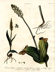 Gatunki Ophrys z ćmą