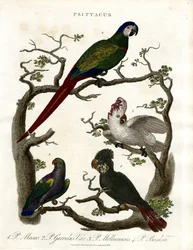 Papugi (Psittacus)