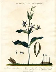Periconia i Periploca
