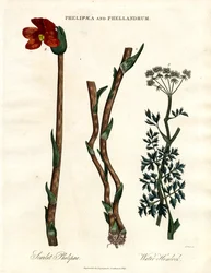 Phelipaea i Phellandrum