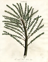 Phoenix (palma daktylowa)