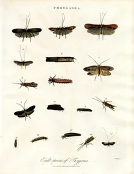 Phryganea - chruściki
