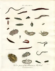 Planaria - dwanaście gatunków płazińców