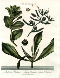 Potamogeton (gatunek rdestnicy)