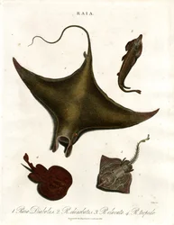 Gatunki Raia (Rays)