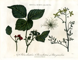 Riccia; Rubus i Ruta