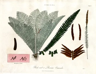 Paproć królewska (Osmunda)