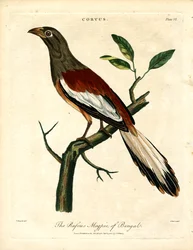 Sroka bengalska