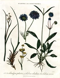 Scabiosa i Scheuchzeria