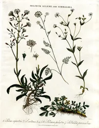 Selinum; Silene i Sibbaldia