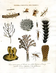 Siedem ciekawych gatunków Flustra; dwa z Forficula lub Earwig; i Formica Cephalotes lub Mrówka z Surinamu