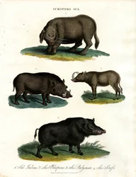Sukotyro i Sus (Sukotyro i świnie)