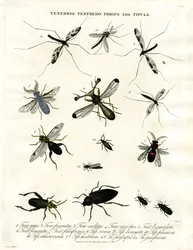 Tenebrio;Tenthedo;Wciornastki i Tipula - Różnorodność owadów