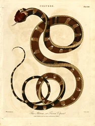 Atropos lub zaciekła żmija
