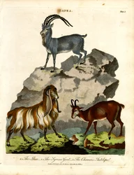 Ibex, koza syryjska i antylopa kozica