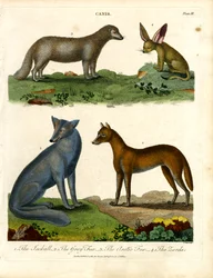 Jackall, lis szary, lis arktyczny i Zerda