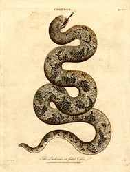 Lachesis lub śmiertelna żmija