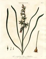 Neapolitańska Gwiazda Betlejemska