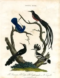 Upupa i Yunx (dudek i krętogłów)