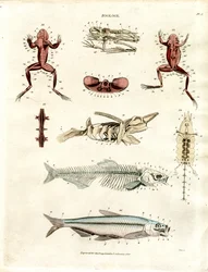 Zoologiczne ilustracje anatomiczne (plansza 5)