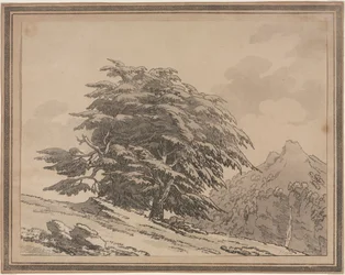 Nakreślenia ogólnych rozgałęzień charakteru i ulistnienia drzew leśnych: Cedr, 1789.