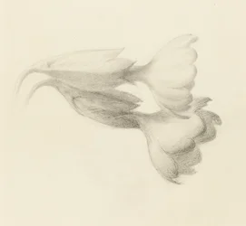 Dzwonki Cowslip, prawdopodobnie 1871 (grafit na papierze tkanym)